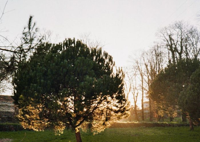 A person peacefully doing light exercise in a green park at sunrise.